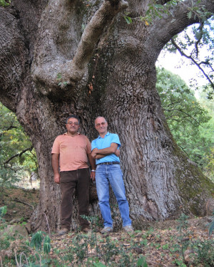 Foto Roverella del Fughetto