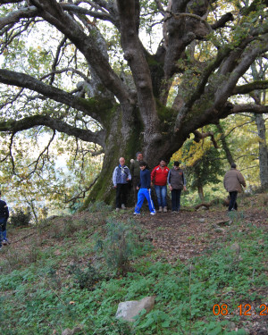 Foto Roverella del Fughetto