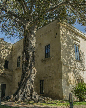 Foto Ficus Conservatorio Sant'Anna