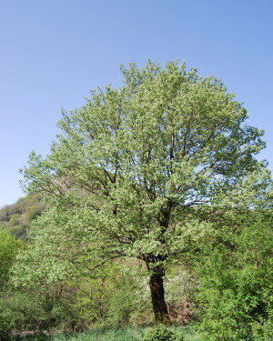 Foto Ciavardello di Portella Colle Basso