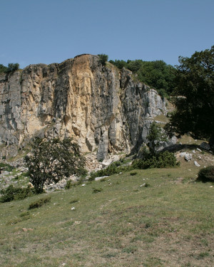 Foto Faggio del Sasso di Simone