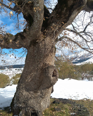 Foto Roverella del Bivio