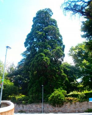 Foto Sequoia di Villa Amman