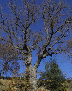 Foto La Quercia delle Streghe