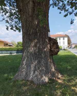 Foto Pioppo di San Feriolo