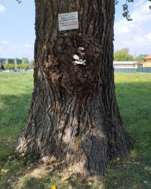 Foto Pioppo di San Feriolo