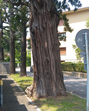 Foto Calocedro di Michelangelo