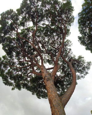 Foto Pino delle Piazzale delle Cascine