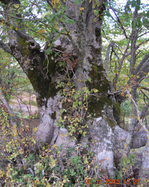 Foto Faggio delle Case del Biviere 2