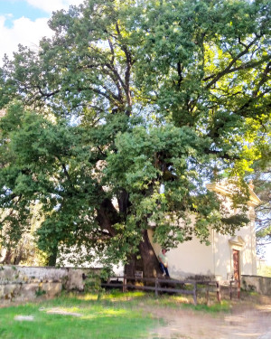 Foto Quercia di Villa Caserotta