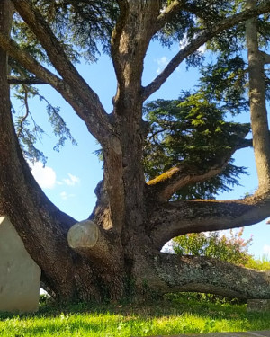 Foto Cedro di Villa Senzano