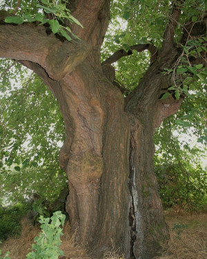 Foto Gelso secolare di Monticelli