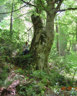 Foto Faggio di Bosco Medda