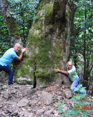 Foto Acero di Foresta Vecchia