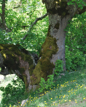 Foto Aceri di monte di C/da La Nespola