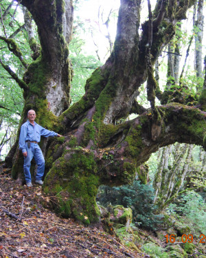 Foto Acero montano di Bosco Tassita