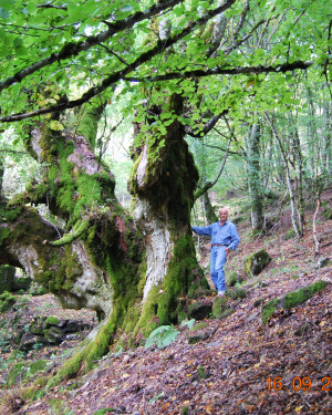 Foto Acero montano di Bosco Tassita