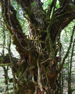 Foto Acero di Monte Cedro n.2