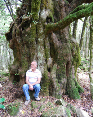 Foto Acero di Monte Cedro n.2