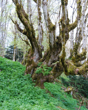 Foto Acero montano di Bosco Tassita