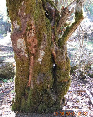 Foto Biancospino di Piano Menta 1