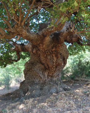 Foto Roverella di Contrada Frassino