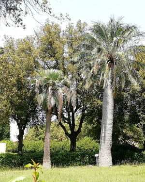 Foto Palma di Castelfalfi