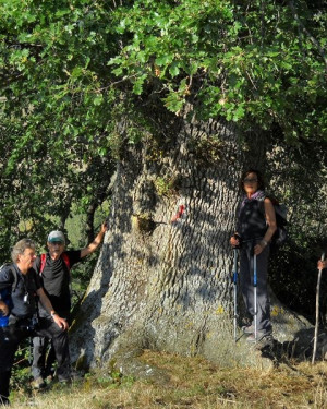 Foto Roverella di Ca' Corliano