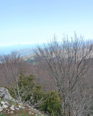 Foto Tasso di Contrada Forgi