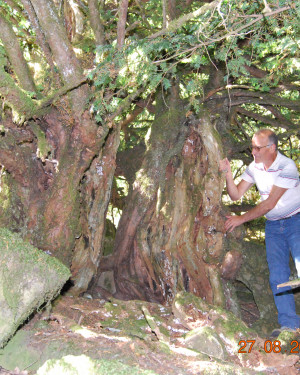 Foto Tasso di Contrada 107