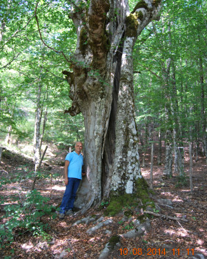 Foto Faggi di Foresta Vecchia