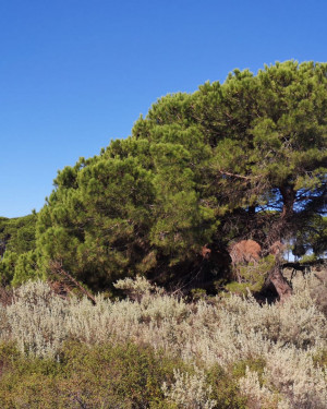 Foto Pino di Corongiuali