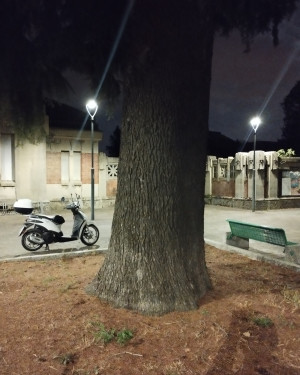 Foto Deodara del cimitero