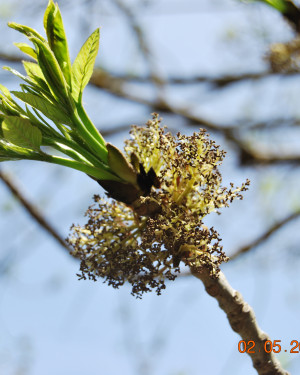 Foto Frassino di Monte Cedro