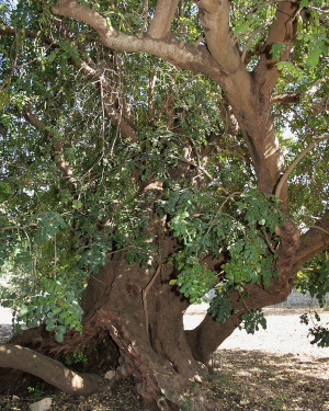 Foto Carrubo di Feudo Ritillini n. 1