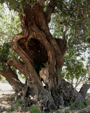 Foto Carrubo di Feudo Ritillini n. 2