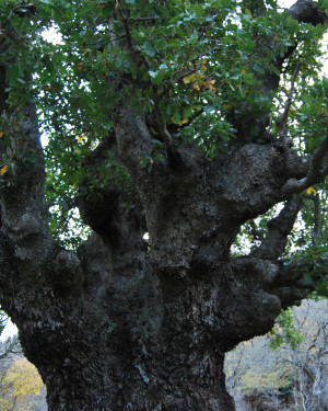 Foto Roverella di San Costantino 4