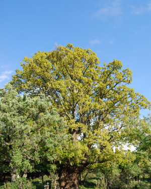 Foto Roverella di San Costantino 4