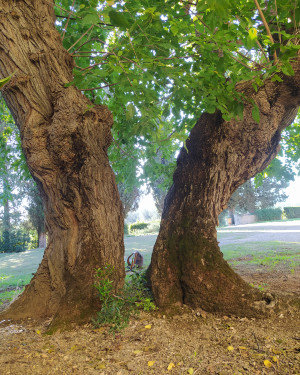 Foto Morus alba L.