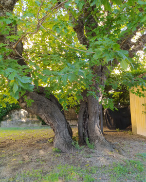 Foto Morus alba L.