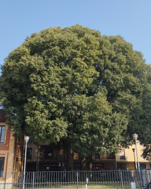 Foto Bagolaro di Trezzo.