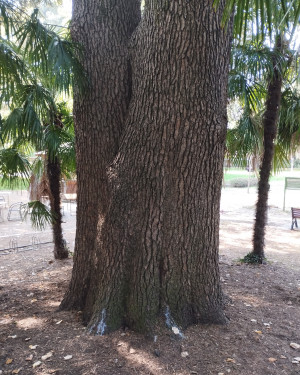 Foto Cedro di Villa Crivelli