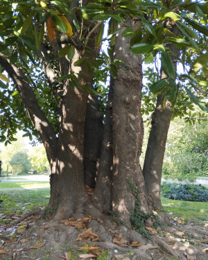 Foto Magnolia di Villa Crivelli