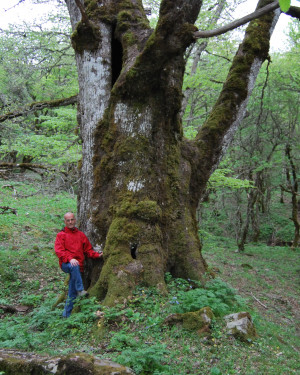 Foto Rovere di Bosco Moglia 1