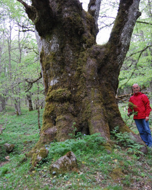 Foto Rovere di Bosco Moglia 1