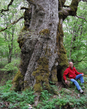 Foto Rovere di Bosco Moglia 1