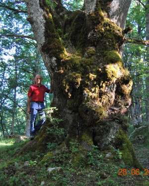 Foto Rovere di Bosco Moglia 1