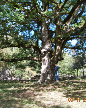 Foto Cerro (Roverella) di Pizzo Lupino