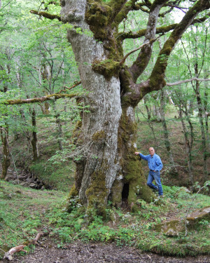 Foto Rovere di Bosco Moglia 1