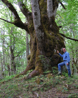 Foto Rovere di Bosco Moglia 1